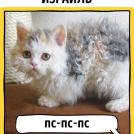 Фото Как в разных странах мира подзывают кошек из раздела  /