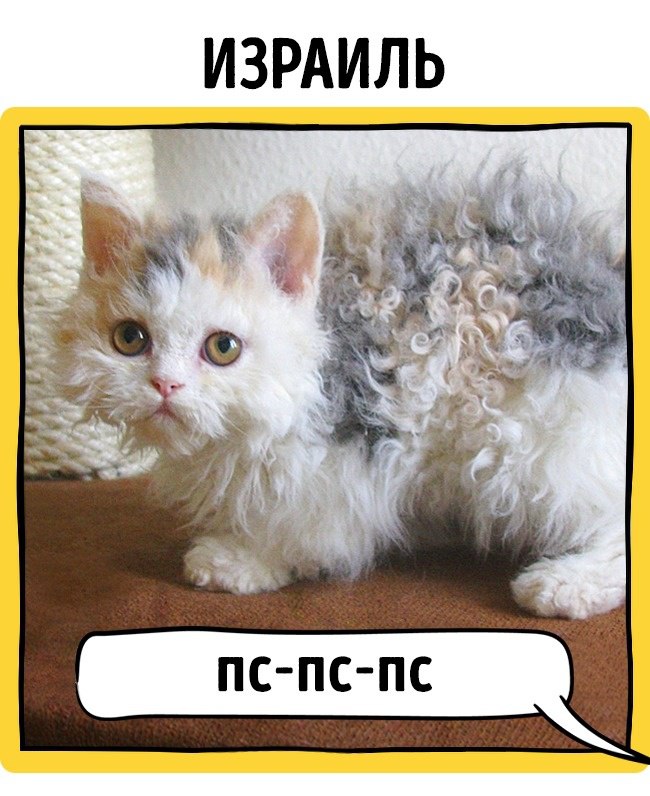 Фото Как в разных странах мира подзывают кошек из раздела /