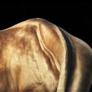 Фото Тим Флеч: креативные фотографии лошадей (30 фото) из раздела  /