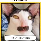 Фото Как в разных странах мира подзывают кошек из раздела  /