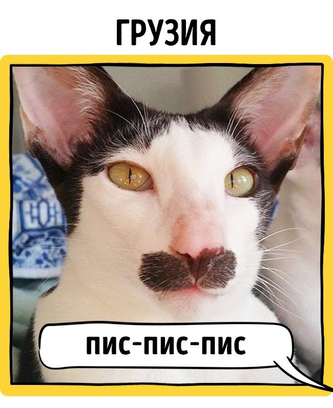 Фото Как в разных странах мира подзывают кошек из раздела /