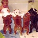 Фото Дети и собаки купаются вместе (позитивная подборка из 19 фото) из раздела  /