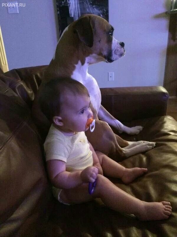 Фото Маленькие детки и собачки (подборка из 22 фото) из раздела  /