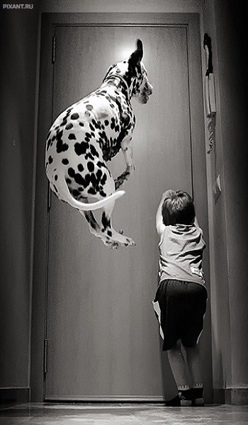 Фото Дети и собаки: лучшие друзья (подборка 20 фото) из раздела /