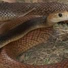 Фото Зачем некоторым животным нужен супер-яд? (15 фото) из раздела  /