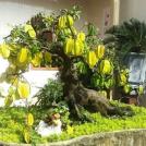 Фото Карамбола (старфрут) бонсай. Очень старый, хорошо плодоносящий из раздела /