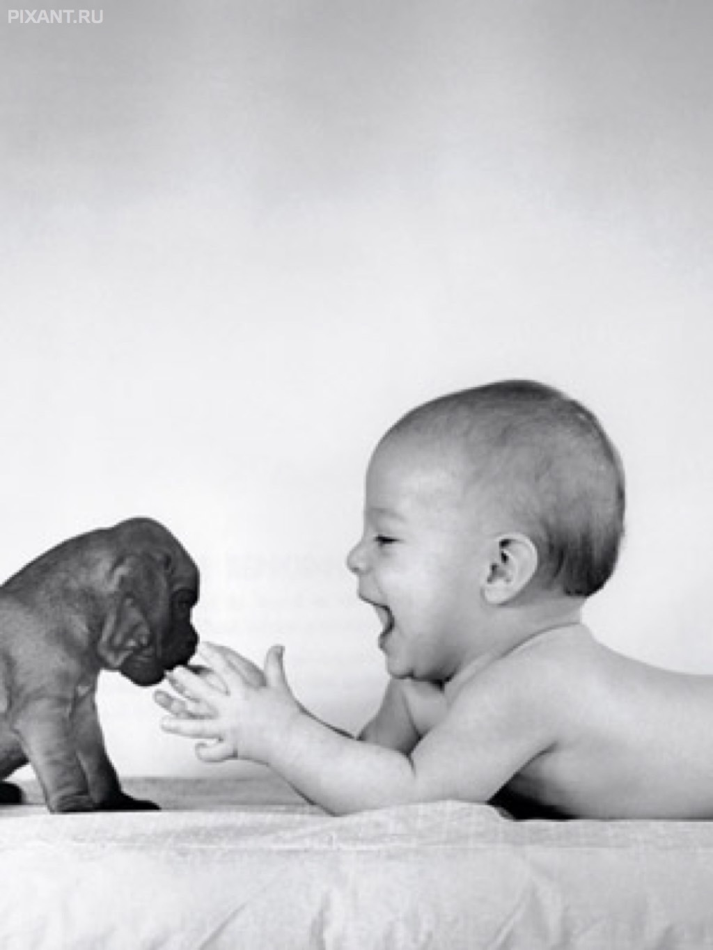 Фото Грудные дети и собаки (подборка из 35 фото) из раздела  /