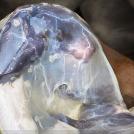 Фото Тим Флеч: креативные фотографии лошадей (30 фото) из раздела /