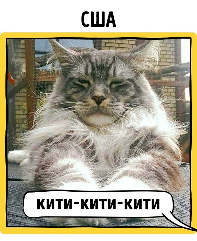 Фото Как в разных странах мира подзывают кошек из раздела /