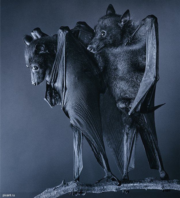 Фото Креативный фотограф Тим Флэч и его животные (46 фото) из раздела  /