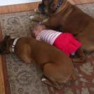 Фото Подборка из 21 милых фото: Спящие дети и собаки. Ми-ми-ми... из раздела  /