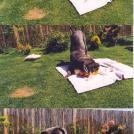 Фото Мой день с Шариком из раздела  /