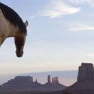 Фото Тим Флеч: креативные фотографии лошадей (30 фото) из раздела  /