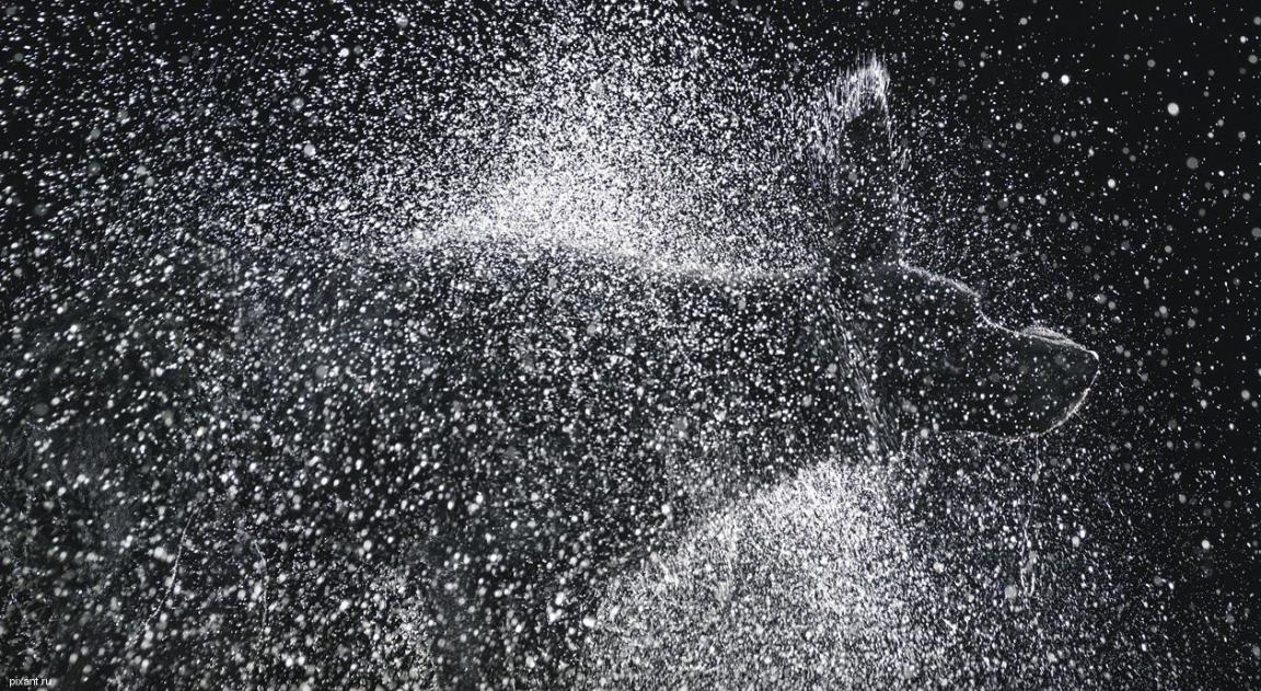 Фото Креативный фотограф Тим Флэч и его животные (46 фото) из раздела  /