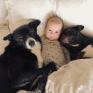 Фото Грудные дети и собаки (подборка из 35 фото) из раздела  /