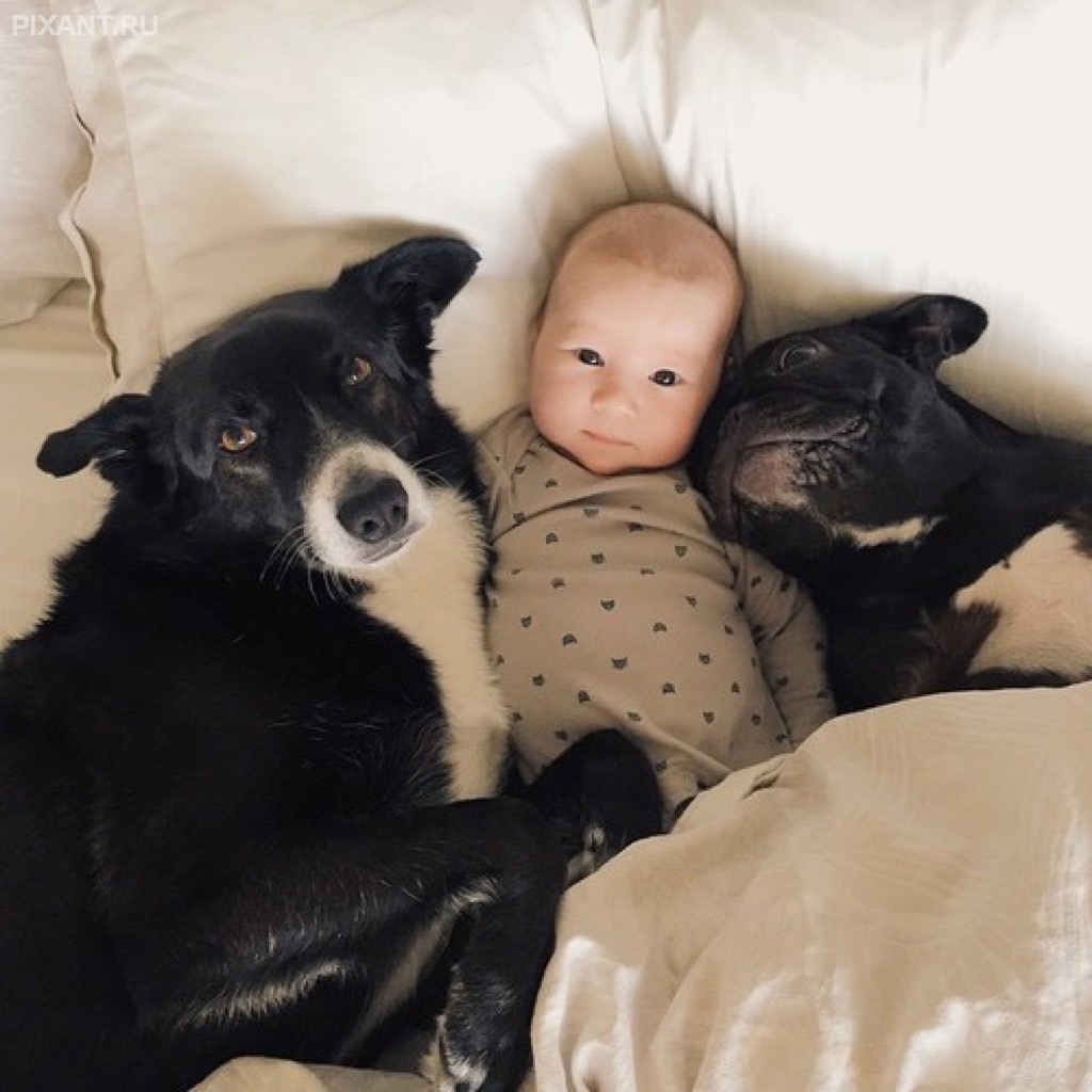 Фото Грудные дети и собаки (подборка из 35 фото) из раздела  /