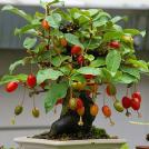 Фото Съедобный бонсай из раздела /