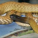 Фото Зачем некоторым животным нужен супер-яд? (15 фото) из раздела  /