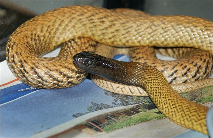 Фото Зачем некоторым животным нужен супер-яд? (15 фото) из раздела  /