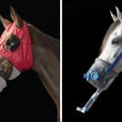 Фото Тим Флеч: креативные фотографии лошадей (30 фото) из раздела  /