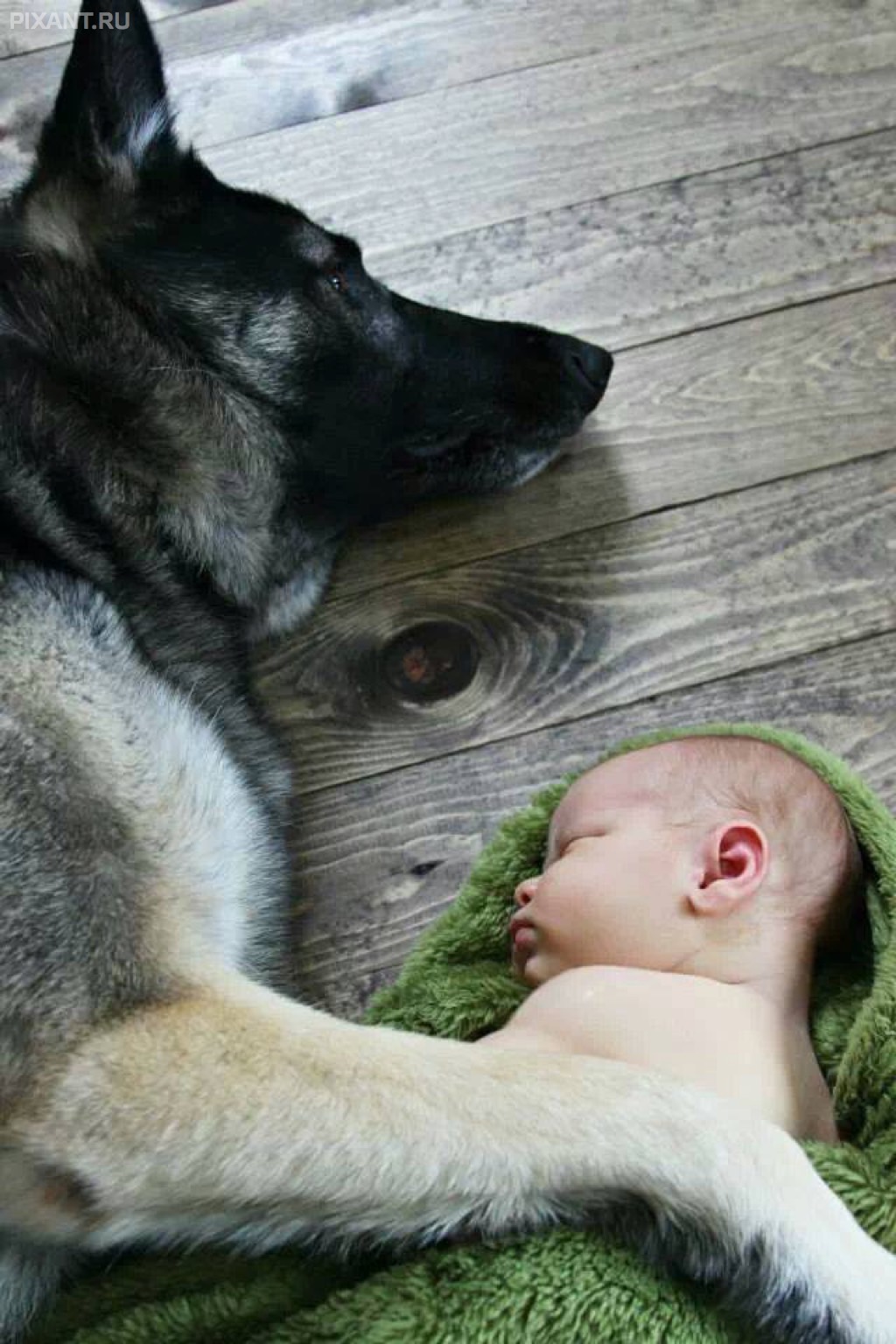 Фото Грудные дети и собаки (подборка из 35 фото) из раздела  /