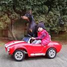 Фото Пассажир, вы как-то сильно выделяетесь. Вы не доберман? из раздела  /