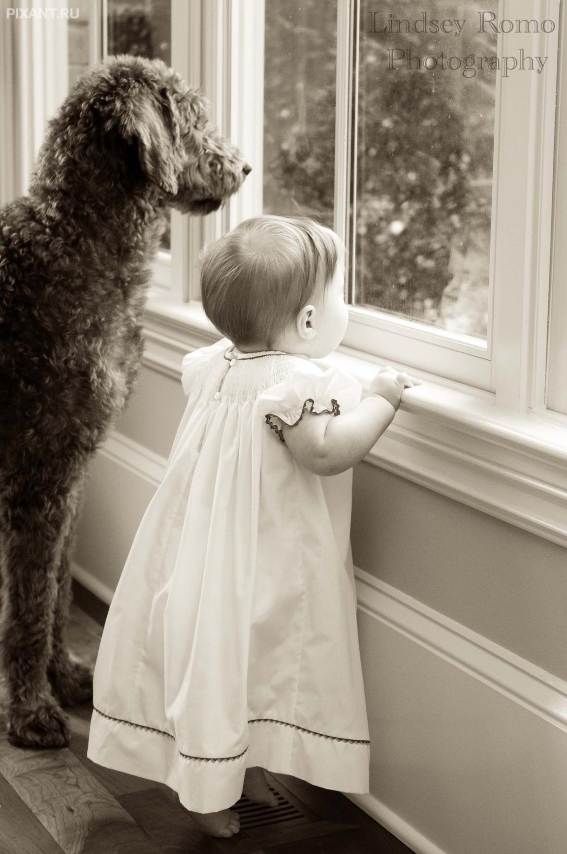 Фото Маленькие детки и собачки (подборка из 22 фото) из раздела  /