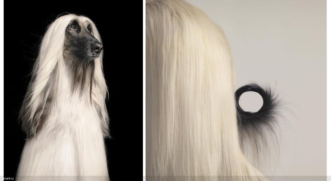 Фото Креативный фотограф Тим Флэч и его животные (46 фото) из раздела  /