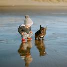 Фото Дети и собаки гуляют вместе (подборка из 24 фото) из раздела  /