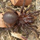 Фото Зачем некоторым животным нужен супер-яд? (15 фото) из раздела  /