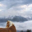 Фото Тим Флеч: креативные фотографии лошадей (30 фото) из раздела  /