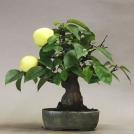 Фото Мини яблоня-бонсай из раздела  /