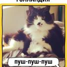 Фото Как в разных странах мира подзывают кошек из раздела  /