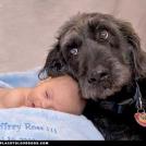 Фото Грудные дети и собаки (подборка из 35 фото) из раздела  /