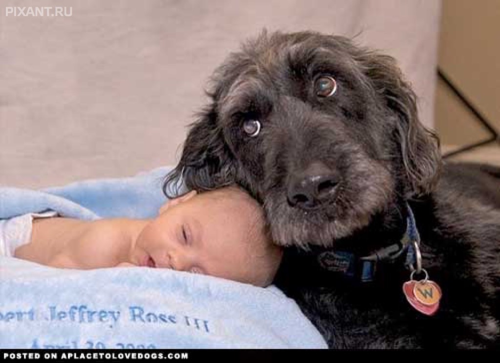 Фото Грудные дети и собаки (подборка из 35 фото) из раздела  /