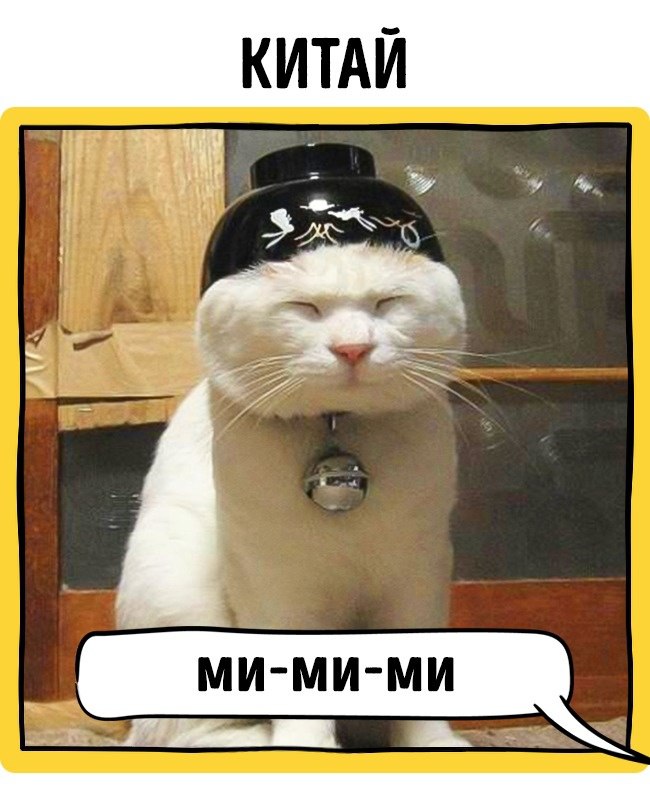 Фото Как в разных странах мира подзывают кошек из раздела /