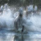 Фото Тим Флеч: креативные фотографии лошадей (30 фото) из раздела  /