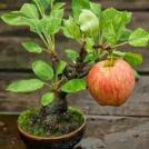 Фото Бонсай яблоня с крупным плодом — яблоком из раздела  /