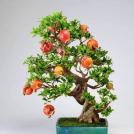 Бонсай дерево граната с большим количеством спелых плодов