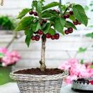 Бонсай-вишня