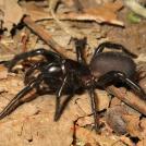 Фото Зачем некоторым животным нужен супер-яд? (15 фото) из раздела  /