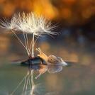 Фото Странная жизнь улиток (9  фото) из раздела  /