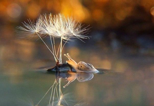 Фото Странная жизнь улиток (9  фото) из раздела  /