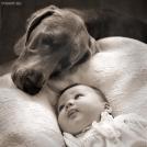 Фото Грудные дети и собаки (подборка из 35 фото) из раздела  /