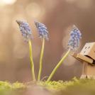 Фото Приключения человечка из картонной коробки Данбо: 131 фото из раздела /