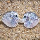 Целующиеся рыбки