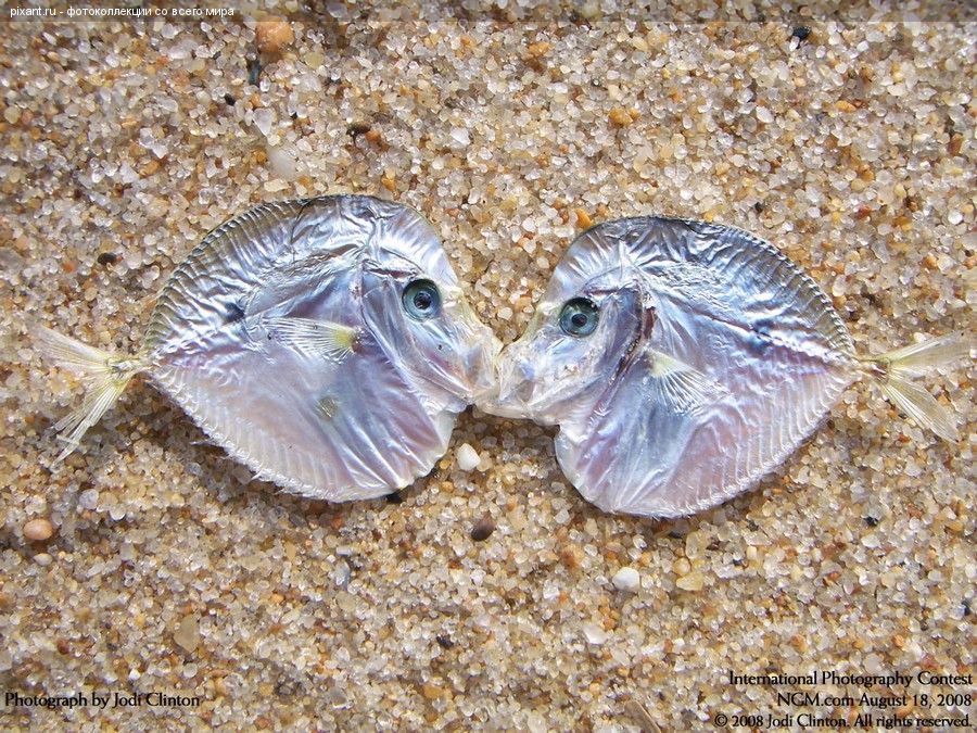 Целующиеся рыбки