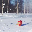 Фото Путешествие картонного человечка Данбо по России (24 фото) из раздела  /