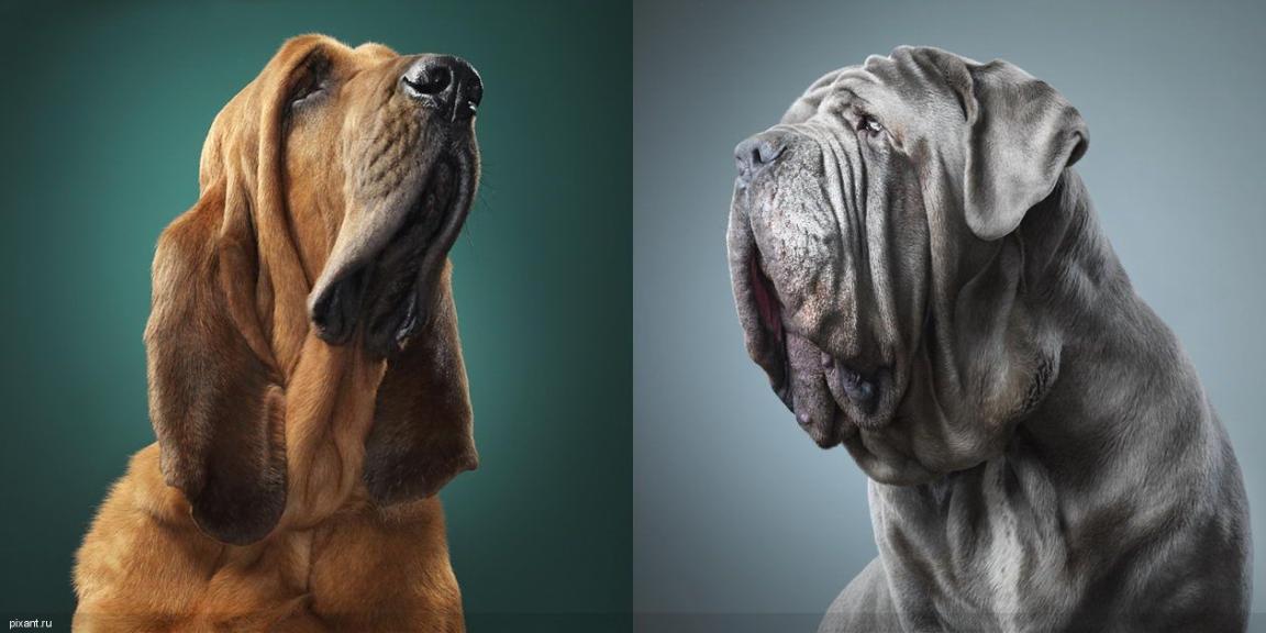 Фото Креативный фотограф Тим Флэч и его животные (46 фото) из раздела  /