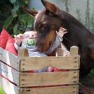 Фото Грудные дети и собаки (подборка из 35 фото) из раздела  /